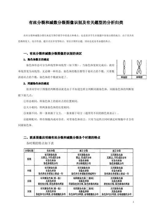 有丝分裂和减数分裂图像识别(精华)