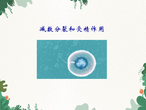 人教版高中生物必修2 11：2-1 减数分裂和受精作用优质课件