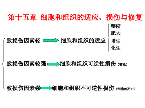 细胞和组织的适应、损伤与修复