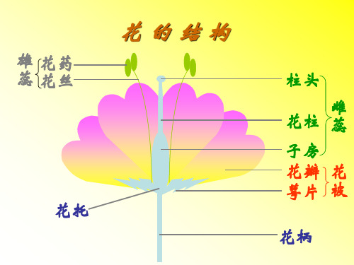 八年级生物传粉和受精