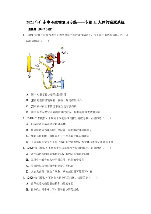 2021年广东省中考生物复习专练——专题11人体的泌尿系统   解析版