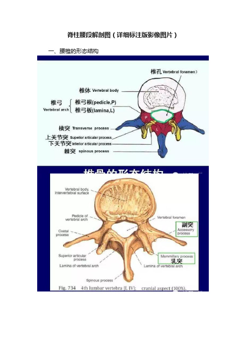 脊柱腰段解剖图（详细标注版影像图片）