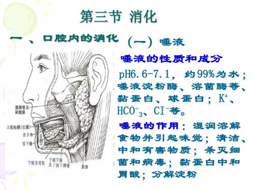 8 人体解剖生理学10-11 消化