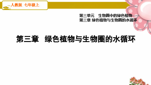 人教版七年级生物上册3.3 绿色植物与生物圈的水循环