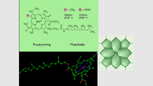 叶绿体色素的提取分离及理化性质的鉴定PPT课件