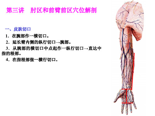 第三讲-肘区和前臂前区穴位解剖