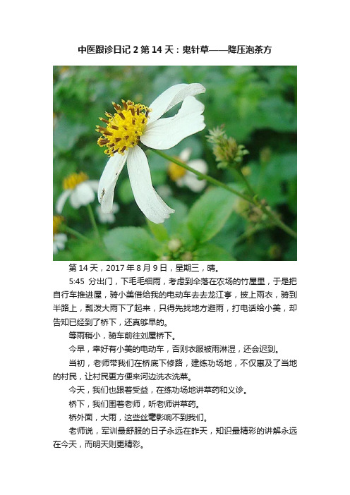 中医跟诊日记2第14天：鬼针草——降压泡茶方