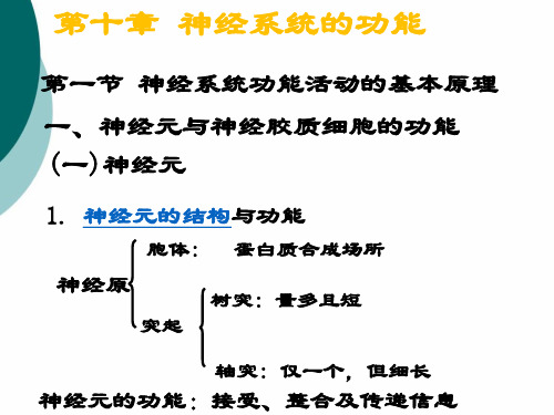 神经系统的功能pptPPT课件