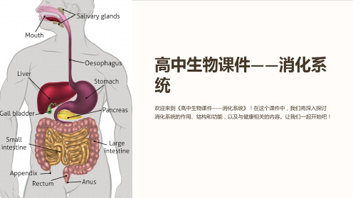 《高中生物课件-消化系统》