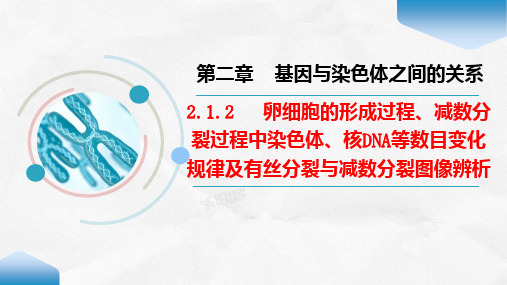 卵细胞的形成过程、减数分裂过程中染色体、核DNA等数目变化规律及有丝分裂与减数分裂图像辨析必修2