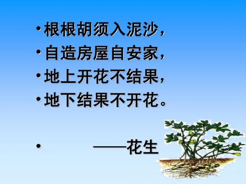 15落花生(精版)ppt