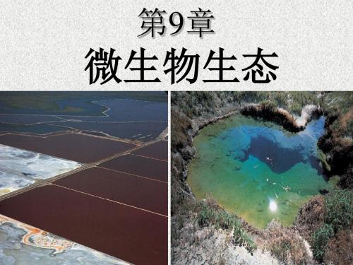 第9章微生物生态2015