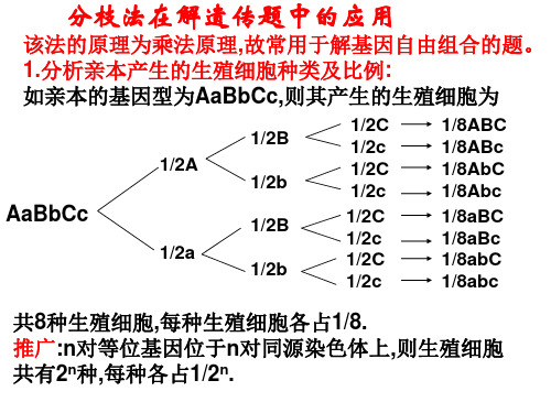 分支法