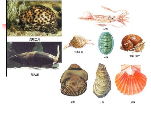 第九章软体动物门