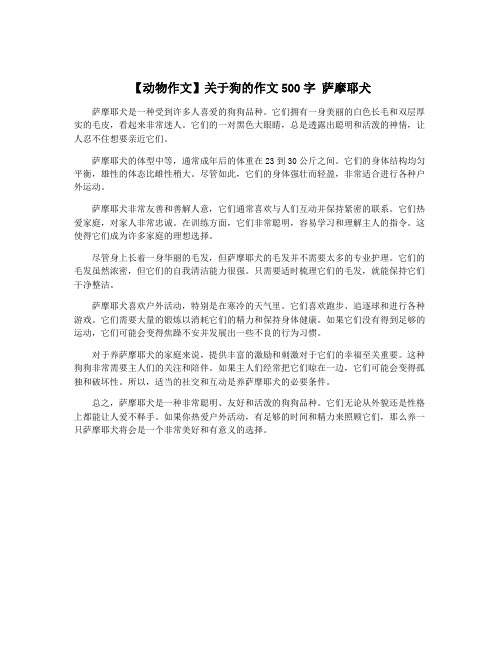 【动物作文】关于狗的作文500字 萨摩耶犬