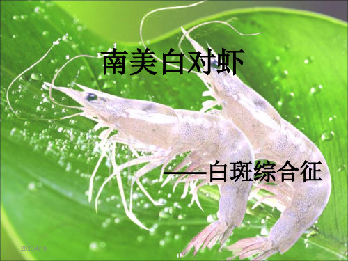 南美白虾3
