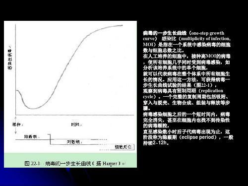 第三讲 病毒的遗传变异