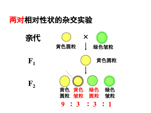 两对相对性状的分离比的模拟实验