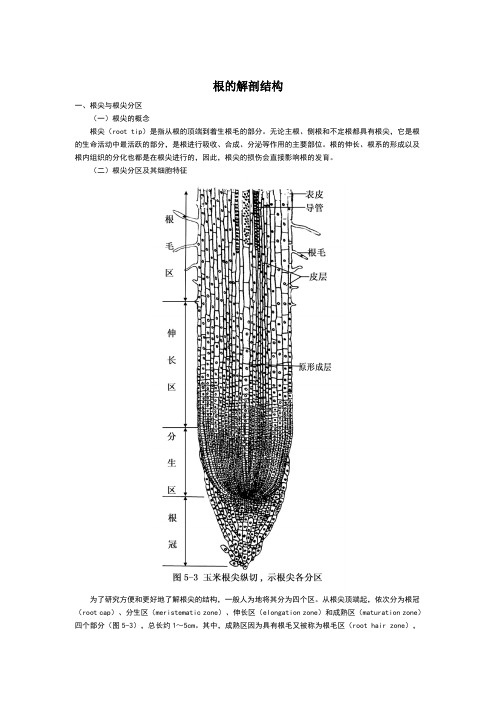 根的解剖结构