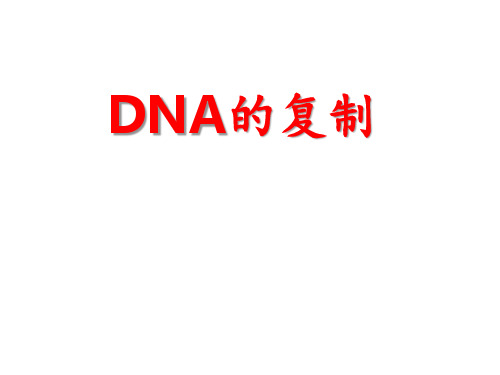 DNA的复制 课件