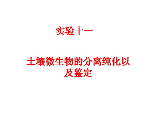 实验十一 土壤微生物的分离纯化以及鉴定