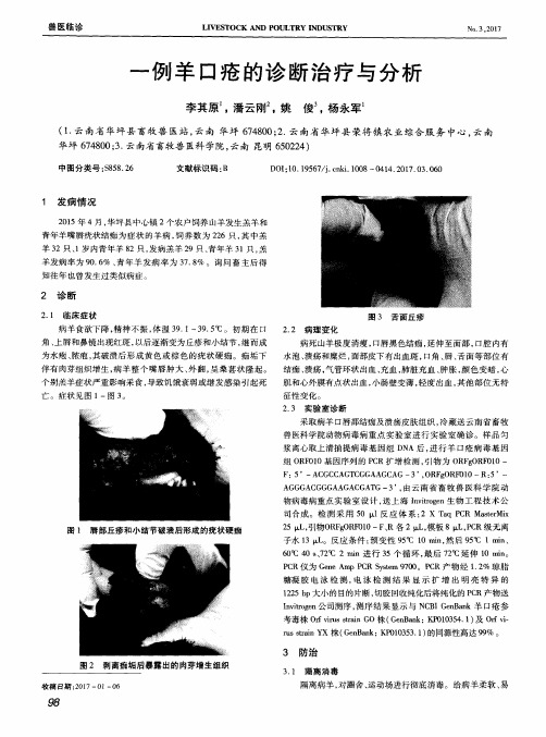 一例羊口疮的诊断治疗与分析