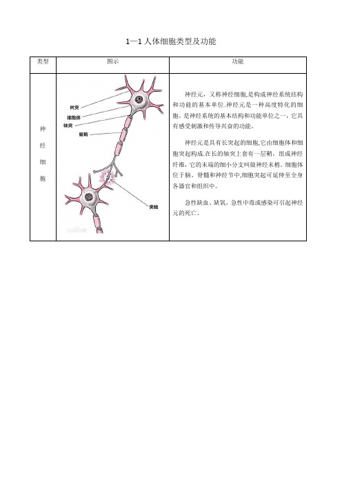 人体细胞类型和功能