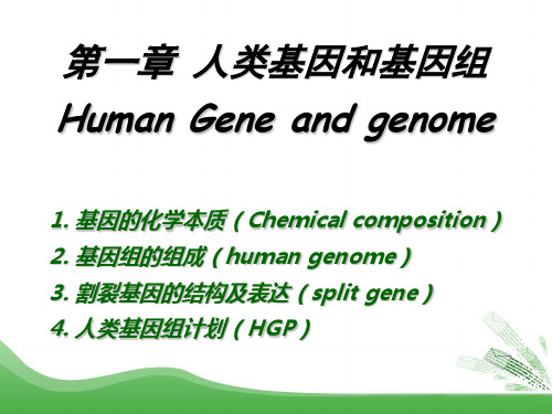 医学遗传学——人类基因