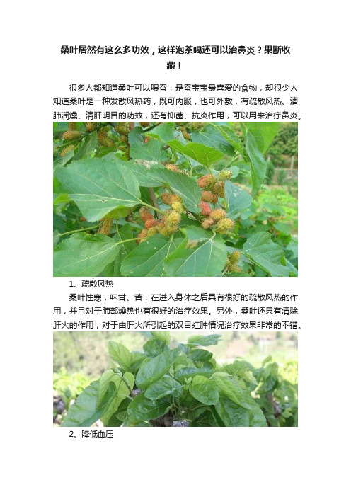 桑叶居然有这么多功效，这样泡茶喝还可以治鼻炎？果断收藏！