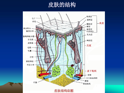 皮肤的结构