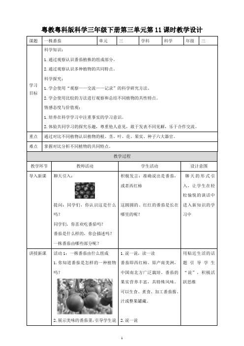 粤教粤科版小学科学新版三年级下册科学第三单元第11课时《一株番茄》教案