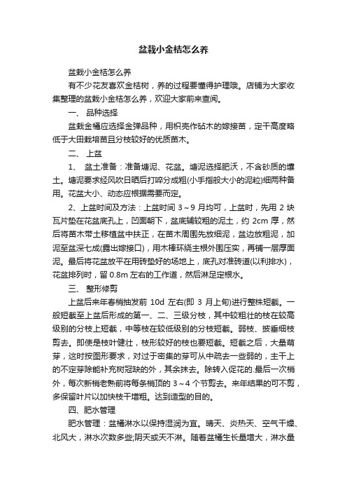 盆栽小金桔怎么养