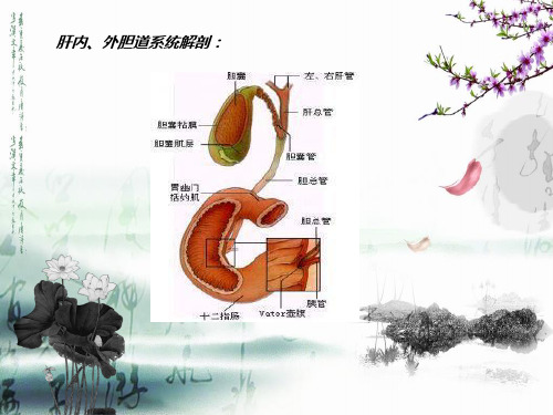 胆囊结石_PPT课件