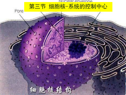 生物必修一第三章第三节细胞核