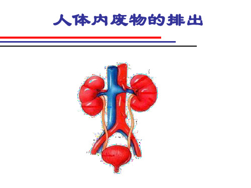 鲁科版(五四学制)生物七年级上册 5.1.1人体内废物的排出 课件