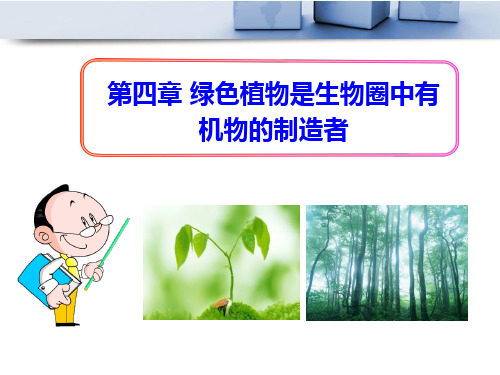 《绿色植物是生物圈中有机物的制造者》PPT课件