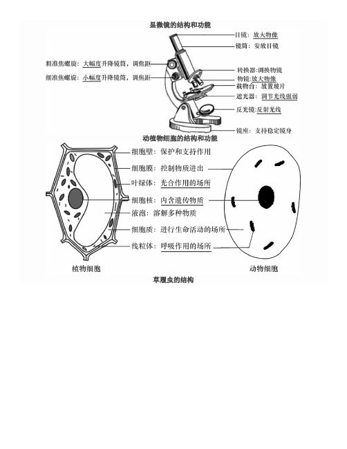 初中生物结构图-必须掌握-中考必看