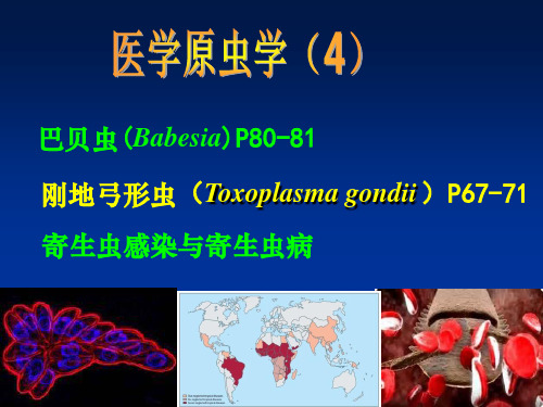 人体寄生虫学：弓形虫八巴贝斯虫