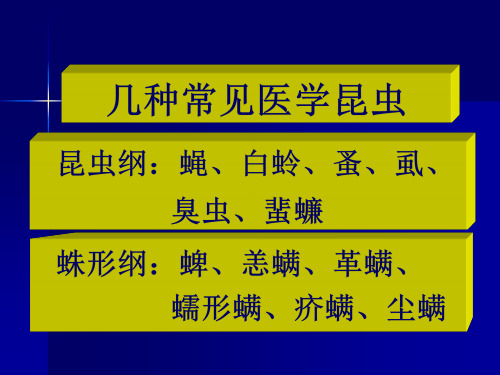 几种常见医学昆虫PPT课件