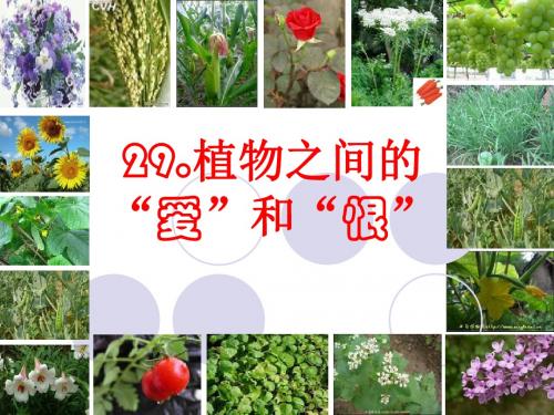 《植物之间的爱和恨》PPT课件 (共13张PPT)