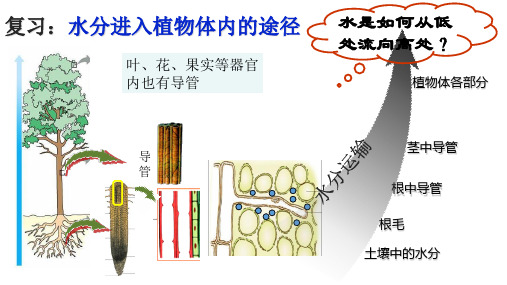 第三章第二节 绿色植物参与生物圈的水循环(第一课时)-六年级生物下册同步教学课件(鲁科版五四学制)