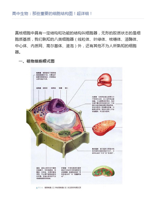 高中生物：那些重要的细胞结构图超详细