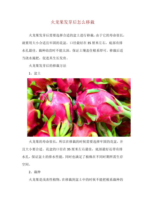 火龙果发芽后怎么移栽