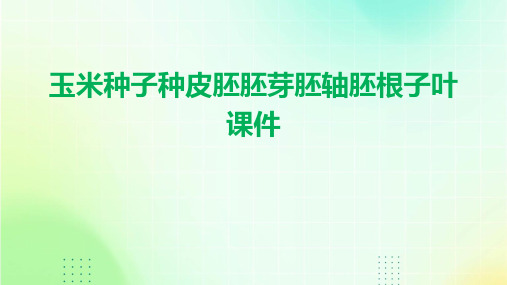 玉米种子种皮胚胚芽胚轴胚根子叶课件