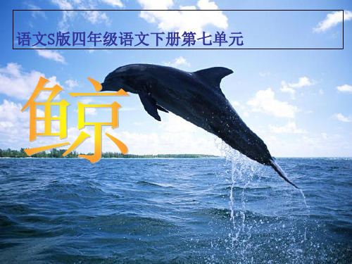 四年级下册26鲸PPT课件