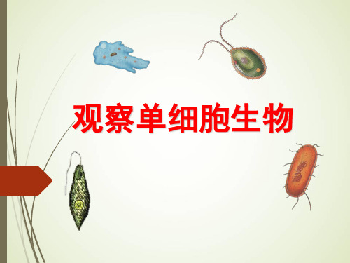 北京课标版初中生物七年级上册第三章第二节 生物体 (共30张PPT)