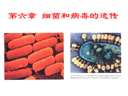 遗传学-第6章-细菌和病毒的遗传