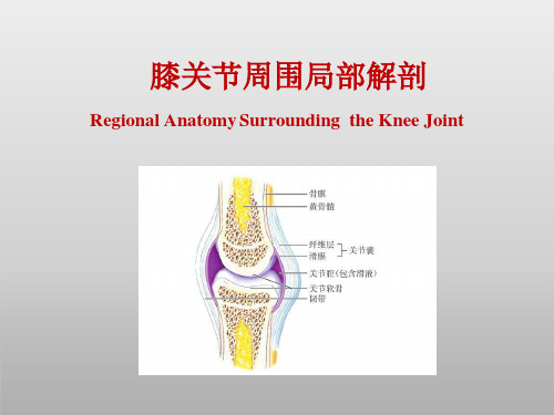 膝关节周围解剖清晰图