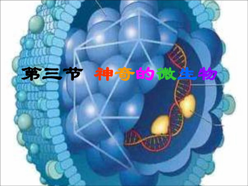 苏教版生物八上14.3《神奇的微生物》 课件 (共39张PPT)