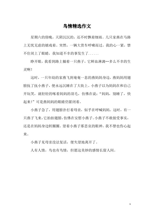 鸟情精选作文